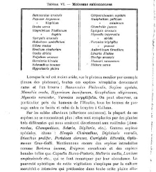 Revue g&eacute;n&eacute;rale de botanique (Paris)(1913) document 153177