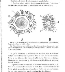 Revue g&eacute;n&eacute;rale de botanique (Paris)(1913) document 153206
