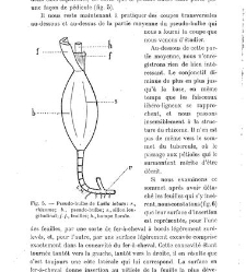 Revue g&eacute;n&eacute;rale de botanique (Paris)(1913) document 153207