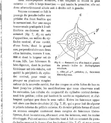 Revue g&eacute;n&eacute;rale de botanique (Paris)(1913) document 153208