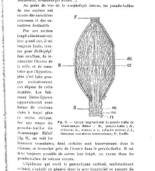 Revue g&eacute;n&eacute;rale de botanique (Paris)(1913) document 153212
