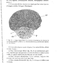 Revue g&eacute;n&eacute;rale de botanique (Paris)(1913) document 153214