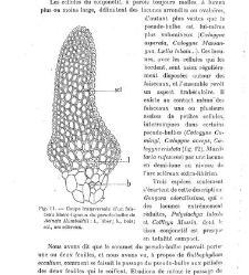 Revue g&eacute;n&eacute;rale de botanique (Paris)(1913) document 153215