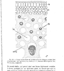 Revue g&eacute;n&eacute;rale de botanique (Paris)(1913) document 153216