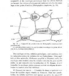 Revue g&eacute;n&eacute;rale de botanique (Paris)(1913) document 153225