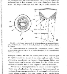 Revue g&eacute;n&eacute;rale de botanique (Paris)(1913) document 153230