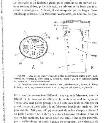 Revue g&eacute;n&eacute;rale de botanique (Paris)(1913) document 153232