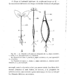 Revue g&eacute;n&eacute;rale de botanique (Paris)(1913) document 153237
