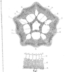 Revue g&eacute;n&eacute;rale de botanique (Paris)(1913) document 153258