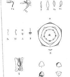 Revue g&eacute;n&eacute;rale de botanique (Paris)(1913) document 153260