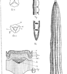 Revue g&eacute;n&eacute;rale de botanique (Paris)(1913) document 153262