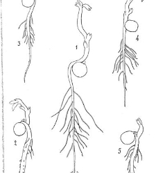 Revue g&eacute;n&eacute;rale de botanique (Paris)(1913) document 153272