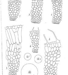 Revue g&eacute;n&eacute;rale de botanique (Paris)(1913) document 153274