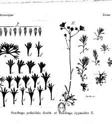 Revue g&eacute;n&eacute;rale de botanique (Paris)(1913) document 153278