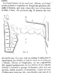 Bulletin de la Soci&eacute;t&eacute; nationale d'acclimatation de France (1896)(1866) document 156102