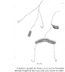 Bulletin de la Société nationale d&apos;acclimatation de France (1896)(1866) document 156167