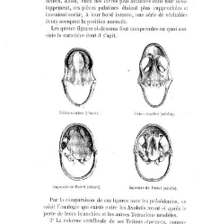 Bulletin de la Société nationale d&apos;acclimatation de France (1896)(1867) document 154246