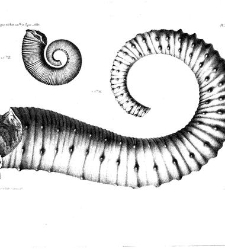 Annales des sciences physiques et naturelles, d'agriculture et d'industrie(1850) document 172879