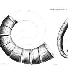 Annales des sciences physiques et naturelles, d&apos;agriculture et d&apos;industrie(1850) document 172882