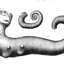 Annales des sciences physiques et naturelles, d'agriculture et d'industrie(1850) document 172890