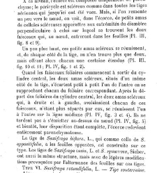 Annales des sciences naturelles. Botanique(1890) document 176893