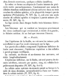 Annales des sciences naturelles. Botanique(1890) document 176960