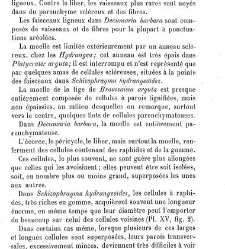 Annales des sciences naturelles. Botanique(1890) document 176964