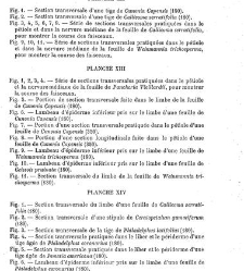Annales des sciences naturelles. Botanique(1890) document 177042