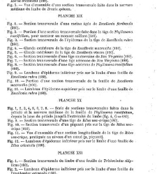 Annales des sciences naturelles. Botanique(1890) document 177044