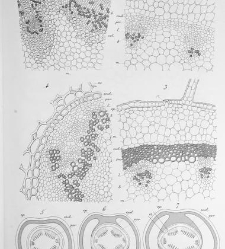 Annales des sciences naturelles. Botanique(1890) document 177278