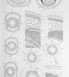 Annales des sciences naturelles. Botanique(1890) document 177280