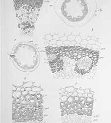 Annales des sciences naturelles. Botanique(1890) document 177284