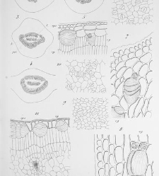 Annales des sciences naturelles. Botanique(1890) document 177300