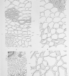 Annales des sciences naturelles. Botanique(1890) document 177308