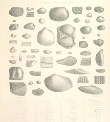 A synopsis of the characters of the Carboniferous Limestone Fossils of Ireland(1862) document 458560