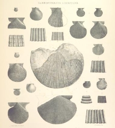 A synopsis of the characters of the Carboniferous Limestone Fossils of Ireland(1862) document 458572