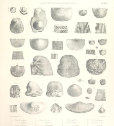 A synopsis of the characters of the Carboniferous Limestone Fossils of Ireland(1862) document 458578