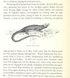 Down the Islands. A voyage to the Caribbees ... With illustrations.(1888) document 465113